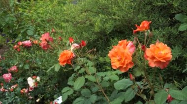 Güzel turuncu güller, bahçede yetiştirilebilir ya da kentsel manzara tasarımında ekilebilir. Gül başlarının parlak turuncu çiçekleri yakın planda..