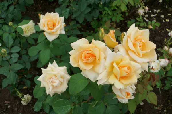 Fleurs Roses Thé Anglais Floraison Bouquet Dans Une Vue Rapprochée — Photo