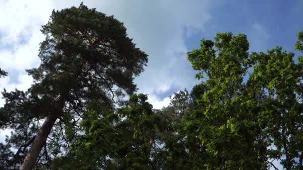 Treetops View Clouds Floating Looking Mixed Tree Forest Tall Pine — Video Stock