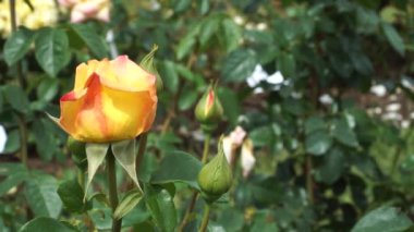 Gül çiçeği tomurcukları, turuncu renkli bir çiçekle yakın plan çekimde. Yaz bahçesi manzarası güzeli. Manzara tasarımı için güzel çiçekli bitkiler.