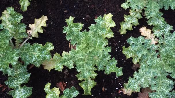 Leaves Variegated Thistle Young Seedlings Top View Has Various Common — Video