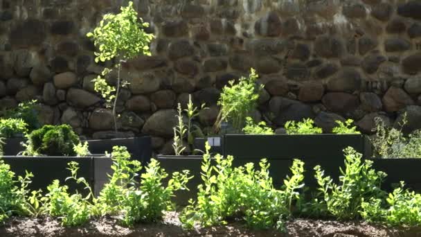Herbs Medicinal Plants Wooden Boxes Garden Outdoors Scenic View Summer — Stock videók