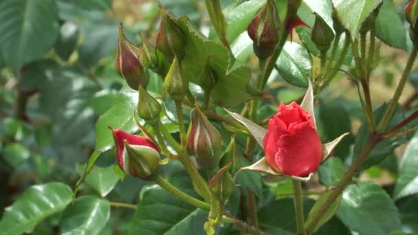 Zbliżenie Różowych Pąków Róży Piękno Ogrodu Wiosną Różanymi Kwiatami Których — Wideo stockowe
