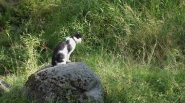 Doğadaki hayvanlar. Siyah benekli beyaz kedi çayırdaki bir taşın üzerinde oturur ve çevreyi izler. Yazın güneşli günlerinde hayvan hayatı.