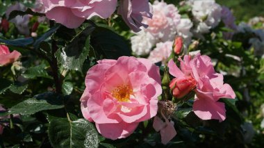 Güneşli bir günde, yaz mevsiminde yol kenarındaki çitin kenarında açık pembe renkli bir renk tonunda çiçek açan bir gül çalısı. Bahçedeki çiçek örnekleri ya da şehir yeşilliği için.