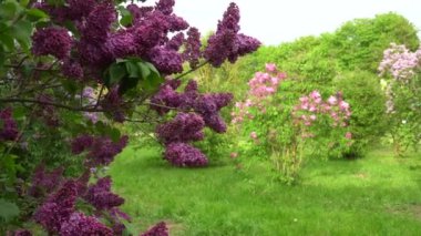 Leylak bahçesinde. Leylak dallarının yakın görüntüsü. Çiçekli çalıların olduğu bir manzara. Çiçekler tipik koyu kırmızıdan açık pembe renge doğru açar..