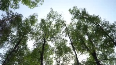 Gökyüzünde yaprak döken uzun ağaçlar rüzgarda savruluyor. Huş ağacının yeşil yaprakları, ilkbahardan yaz mevsimlerine kadar ormanlık alanda alçak açıda görünür..