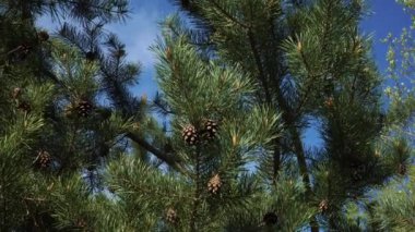 Genç çam ormanında. Kozalaklı kozalaklı dallar ve yakın planda bahar tomurcukları. Baharda güneşli bir gün..
