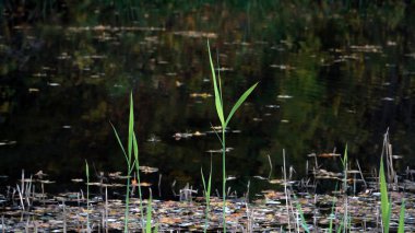 Çimenler sonbaharda nehir kıyısına yakın bir görüntüde toplanıyor. Çimenli nehir tarafından sakin nehir suyu görünüyor. Düşen ağaç yaprakları nehir suyunun yüzeyinde yüzer..