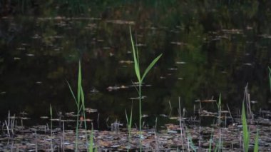 Çimenler sonbaharda nehir kıyısına yakın bir görüntüde toplanıyor. Çimenli nehir tarafından sakin nehir suyu görünüyor. Düşen ağaç yaprakları nehir suyunun yüzeyinde yüzer..