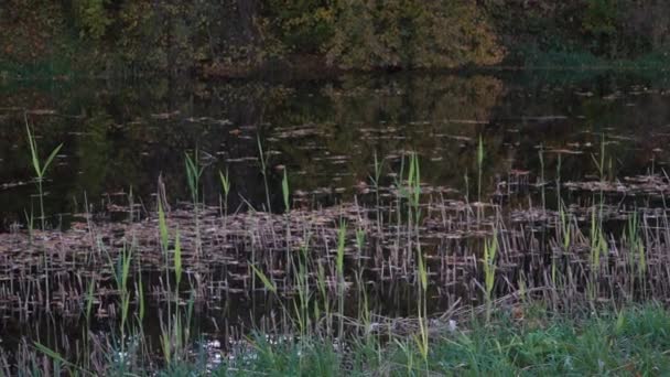 Het Kalme Rivierwater Een Herfstseizoen Met Uitzicht Vanaf Grazige Rivieroever — Stockvideo