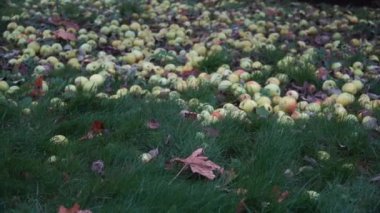Bahçede sonbahar mevsimi manzarası ve yerde elmalar. Düşmüş elma meyveleri çimenlerin ve sonbahar yapraklarının arasında yatıyor..