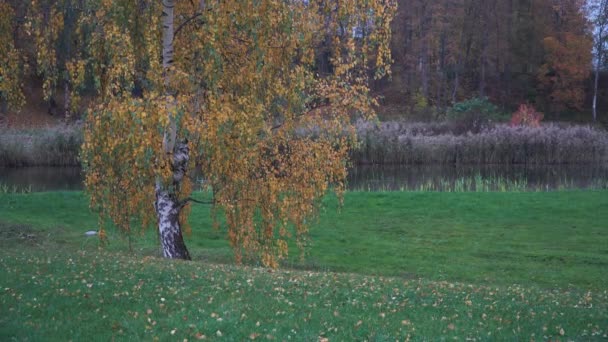 Herfst Vredig Landschap Met Een Eenzame Berkenboom Aan Rivier Een — Stockvideo