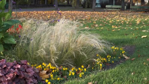 秋に緑の装飾植物 秋の町の広場の芝生の景観デザインの花や観賞用の芝生 — ストック動画
