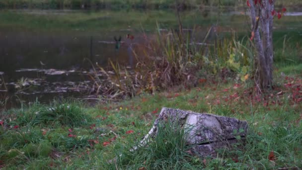 Jesienny Sezon Nastroje Przyrodzie Nad Wodą Krajobraz Samotnym Starym Pniem — Wideo stockowe