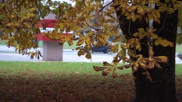 Mokry Jesienny Dzień Łotwie Wietrzne Popołudnie Żółtawo Brązowymi Liśćmi Kasztanowca — Wideo stockowe