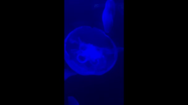 Meduze Oceanariu Fundal Întunecat Cadru Vertical — Videoclip de stoc