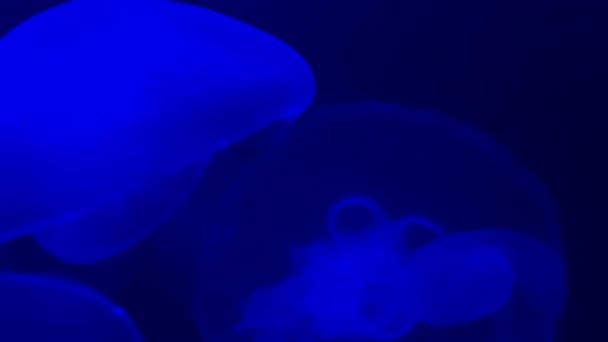 Medusas Oceanario Con Fondo Oscuro — Vídeo de stock