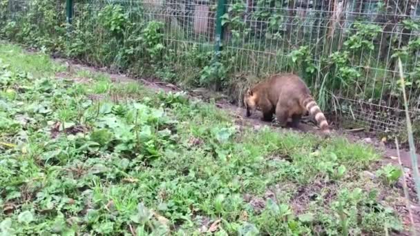 Coati Nasua Nasua Procházka Zoo Evropě — Stock video