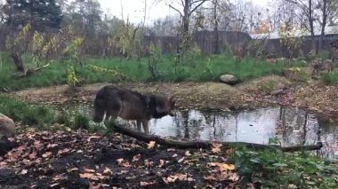 Hamile (?) Wolf, Avrupa Hayvanat Bahçesi 'ndeki küçük göletten su içiyor. Sonbahar.