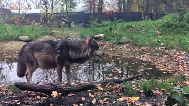 Беременна Волк Облизывает Смотрит Зоопарке Европы Осень — стоковое видео
