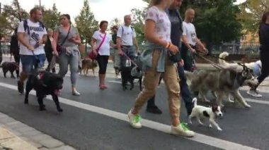 Wroclaw, Polonya - 8 Eylül 2019 Köpek Töreni Hau, sen misin? : Sahipleri olan köpekler şehirde dolaşıyorlar.