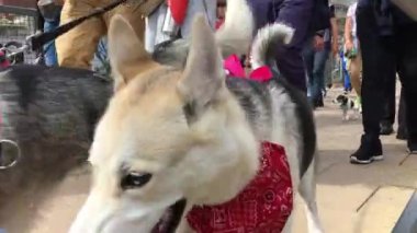 Wroclaw, Polonya - 8 Eylül 2019 Köpek Töreni Hau, sen misin? : Sahipleri olan köpekler şehirde dolaşıyorlar.