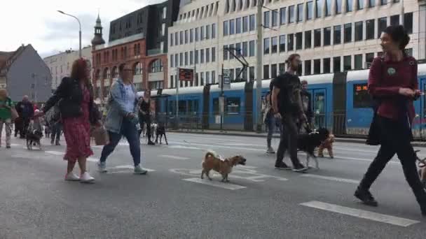 Wroclaw Polonia Septiembre 2019 Desfile Perros Eres Perros Con Dueños — Vídeos de Stock