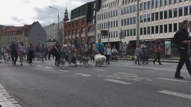 Wroclaw Polen September 2019 Hondenparade Hau Honden Met Eigenaren Wandelen — Stockvideo