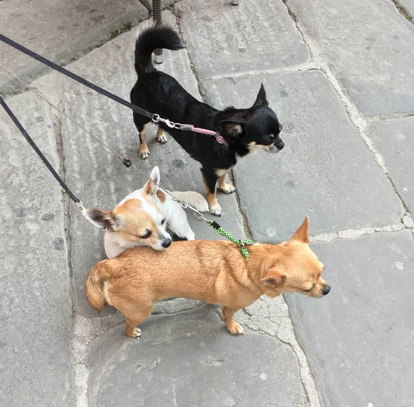 Drie Kleine Honden Van Zwarte Witte Rode Kleuren Straat — Stockfoto