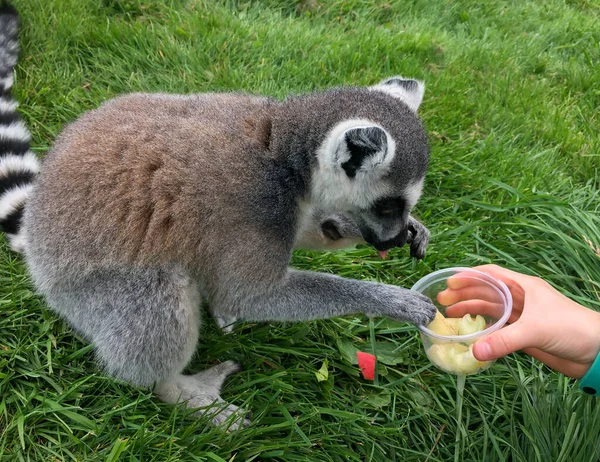 Lemur çocuk eliyle besleniyor. Lemurlar, Mada 'nın nesli tükenmekte olan hayvanları