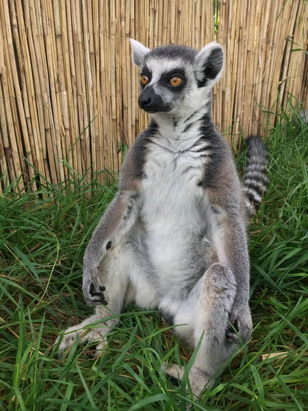 Lemur Sitting Grass Lemurs Endangered Animals Mad — Stock Photo, Image