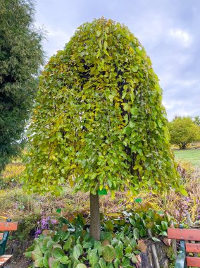 Botanikteki Gingko biloba 