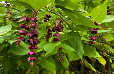 Leycesteria formosa, sonbaharda böğürtlenli. yumuşak odak