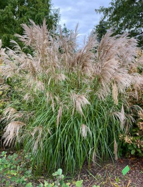 Miscanthus sinensis Vernelgung çalılığı.