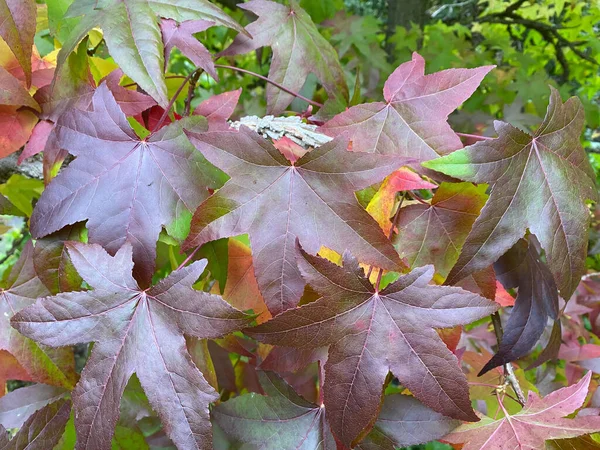 Sweetgum Tree Liquidambar Styraciflua Outono — Fotografia de Stock