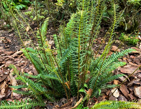 Blechnum Spicant Gatunek Paproci Paproci Lub Jelenia — Zdjęcie stockowe