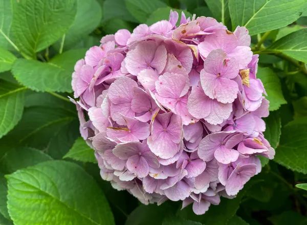 Hortensie Hortensie Macrophylla Homigo Der Botanik Einem — Stockfoto