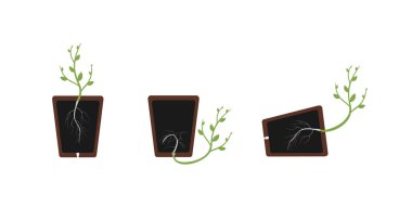Positive and negative geotropism (gravitropism, gravity). Plant in the pot. Root tends to the center of Earth