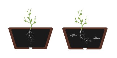 Thermotropism - The roots of the plant will grow in the direction of the soil with a lower (optimal) temperature. Vector flat illustration.