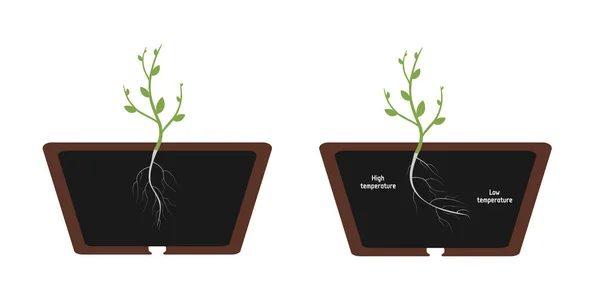 Thermotropism Roots Plant Grow Direction Soil Lower Optimal Temperature Vector — Archivo Imágenes Vectoriales