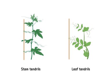 Thigmotropism vektör düzenlenebilir illüstrasyon. Kök ya da yaprak dalları bitkinin bir desteğe tırmanmasına yardımcı olur. Bryonia dioica ve Tatlı Bezelye.