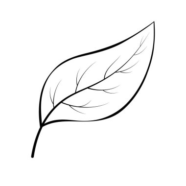 Basit bitki yaprağı çizgisi sanatı. Çizginin kalınlığı farklı olan sürekli çizgi çizimi. Siyah ve beyaz izole edilmiş. Minimalizm sanatı. Tasarım ögesi