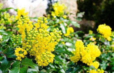 Mahonia aquifolium, Berberidaceae Polonya botaniğinde.