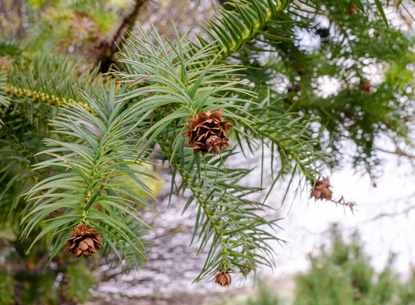 Cunninghamia Lanceolata Glauca Spring Poland — Stock Photo, Image