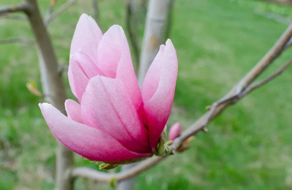 Magnolia Pembe Güzeli Botanik Çiçek Açıyor — Stok fotoğraf