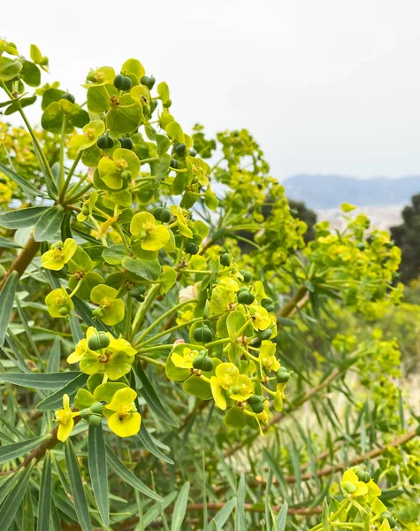 Euphorbia Esula Green Spurge Hungarian Spurge Wolf Milk Faitour Grass — Stock Photo, Image