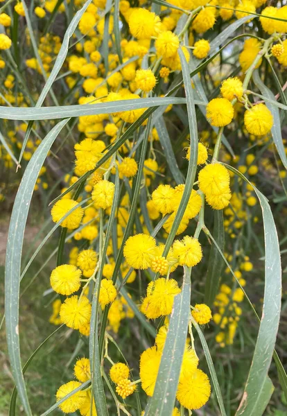 Close Bloemen Geel Pluizig Mimosa Trossen Boom Lente Bloemen Acacia — Stockfoto