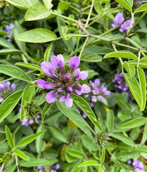 Bituminaria Bituminosa Guisante Árabe Guisante — Foto de Stock