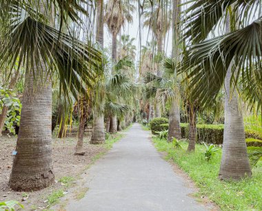 Güzel tropik bir yer, yeşil palmiye yaprakları arasında düz bir yol.